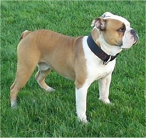 The front right side of a wide tan with white and black Victorian Bulldog is standing across a field and he is looking to the right. The dog is wearing a thick black collar.