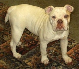 The front right side of a wide, white with tan Victorian Bulldog puppy that is standing across a rug, she is looking up and forward. The dog has a brown nose and light colored slanty eyes with small rose ears and a short tail that is hanging down.