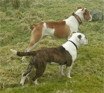 The back right side of two Victorian Bulldogs that are standing across a grass surface and they are looking to the right. One dog has a small docked bob tail and the other dog has a long tail that it is holding out level with its body.