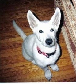 Topdown view of a Canadian White Shepherd puppy that is sitting on a hardwood floor and it is looking up.