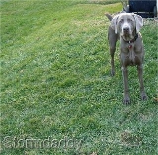 Front view - A silver Weimaraner dog is standing at the top of a hill and it is looking forward.