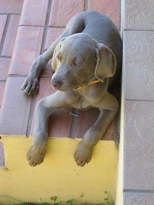 Top down view of a Weimaraner puppy that is laying on top of a brick step and it is looking to the left.