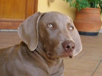 Close up head and upper body shot - A Weimaraner is laying on across a brick porch and it is looking up. The dog has wide soft drop ears and silver eyes.