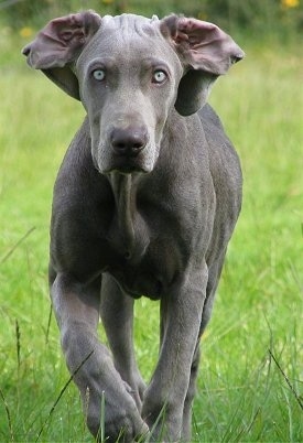 A Weimaraner is walking up a field and its large wide ears are flipped inside-out. It has silver eyes.