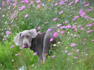 The back left side of a Weimaraner dog that is standing in a field and there is a lot of purple flowers around it.