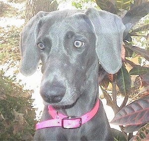 Close up head shot - A silver Weimaraner dog is sitting outside in front of a tree and it is wearing a pink collar. The dog has yellow eyes.