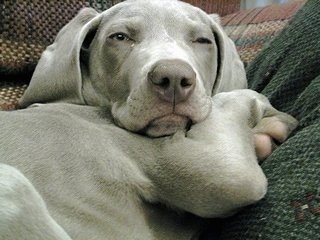 Close up - A gray Weimaraner puppy is laying down on a couch and it is looking forward. It has a gray nose and extra skin. The dog looks sleepy.