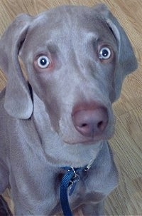 Close up head and upper body shot - A Weimaraner puppy is sitting on a hardwood floor and it is looking up. It has a brown liver colored nose and wide round silver eyes.