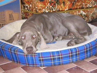 A Weimaraner dog is laying down on a blue plaid dog bed and there is a floral print couch behind it. The dog has wide silver eyes and a gray coat with long drop ears that hang down and touch the dog bed.