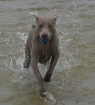 Weimaraner Puppies on Weimaraner Puppy Dogs