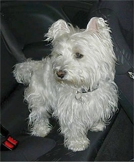 The front right side of a long coated West Highland White Terrier dog standing across the backseat of a vehicle.