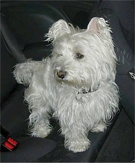 http://www.dogbreedinfo.com/images12/WestHighlandWhiteTerrierFIGODSCN1257.JPG