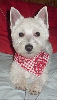A West Highland White Terrier is laying on a couch and it is wearing a bandana. The hair on its face and ears is cut short.