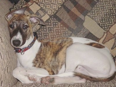 The left side of a white with brindle Whippet dog that is laying its head against the arm of a couch and it is looking forward.