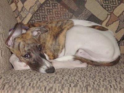 The left side of a white with brindle Whippet that is laying down on a couch and it is looking forward. The dog has a long snout and big ears with a black nose.