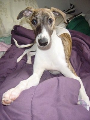Front view - A white with brindle Whippet dog is laying on a purple blanket and it is looking forward.