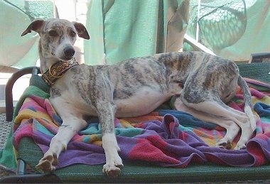 The left side of a gray brindle with white Whippet dog that is laying on a bed outside and it is looking forward. The dog has a long body, a long snout, long legs and a long tail.