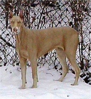 A light brown Doberman Pinscher has snow on its face while standing in front of a chainlink fence with snow on the ground.