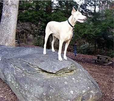 A white Doberman Pinscher is standing outside on top of a large rock with woods and a picnic table behind him.