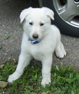 An American White Shepherd puppy is sitting in a driveway. There is a car tire behind it.