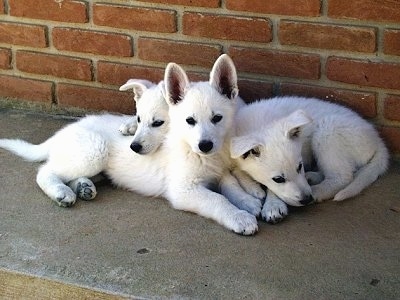 German Shepherd Puppies on Puppies