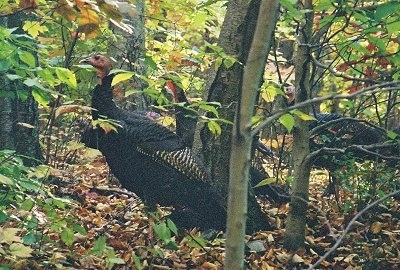 Wild Turkeys