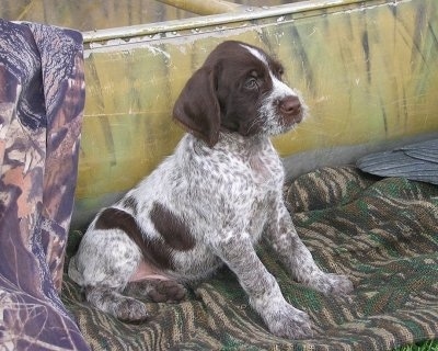 Picture of Wirehaired Pointing Griffon puppymale- sitting 