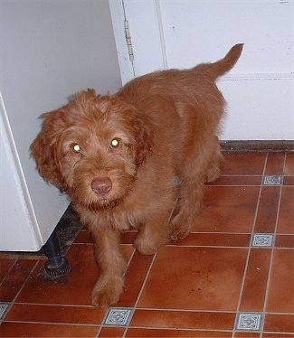 A red Wirehaired Vizsla puppy is walking down a tiled floor and it is looking up. It has longer hair on its head and a brown nose.