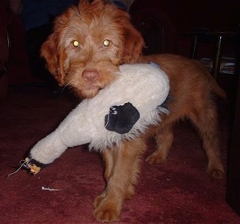 The front left side of a red wirehaired Vizsla puppy that is standing across a red carpet. It has a duck toy in its mouth.