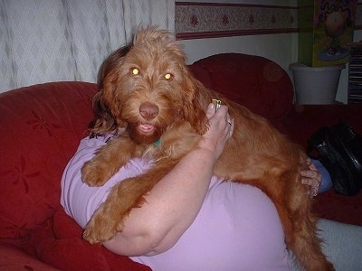 A red Wirehaired Vizlsa puppy is laying on top of a person in a purple shirt on a couch. The dog is looking forward and its mouth is slightly open.