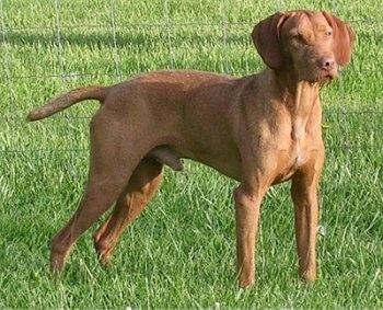 The front right side of a red Wirehaired Vizsla that is standing in grass and it is looking to the right. The dog has yellow eyes, a short coat with longer hair on the chin and a tail that is docked to half its length.