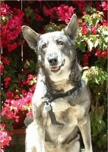 A grey with white Wolf hybrid is sitting in front of a flower bush and it is looking forward. Its mouth is slightly open. Its ears are set wide apart with a large space on top of its head.