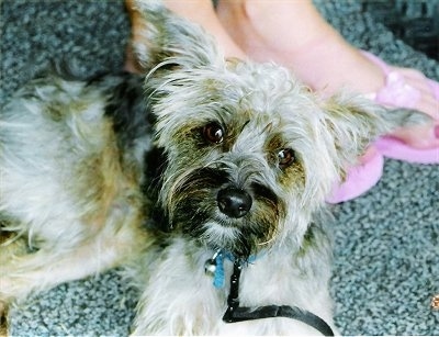 Close up - Top down view of a tan with black Yorkipoo that is standing on a carpet and it is looking up. It has a big black nose and wide-set perk ears that stand out to the sides with wide round brown eyes and longer hair on its face.