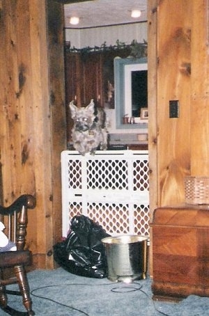 A grey Yorkiepoo dog jumping over a baby gate that is significantly taller than it.