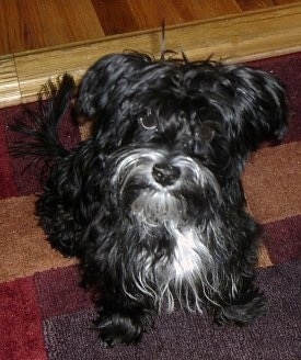 A top down view of a wavy coated, black and white Yorktese that is sitting on a rug and it is looking up.