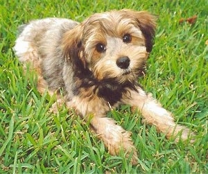 The front right side of a thick-coated, black and brown Yorkipoo dog laying across grass, its head is slightly tilted to the left and it is looking up. It has wide round brown eyes and a black nose. The hair around its eyes is trimmed shorter.