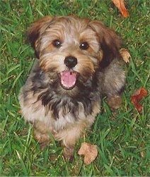 Topdown view of a black and brown Yorkipoo dog that is sitting in a field. It is looking up, its mouth is open and it looks like it is smiling. It has wide round dark eyes and a black nose.