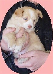 The left side of a small tan with white Alopekis puppy in the arms of a person