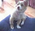 A tan with white Alopekis puppy is sitting on a blue pillow and it is looking up.