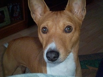 Close Up - Benji the Basenji's face