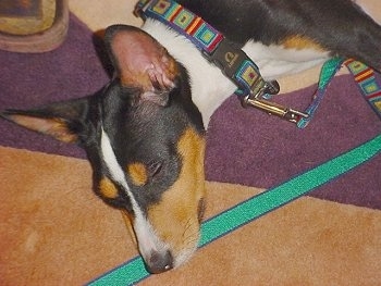 Close Up - Cairo the Basenji puppy laying on a rug