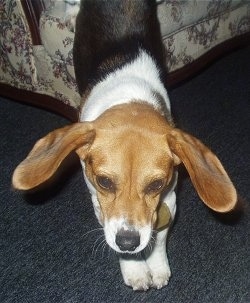 Molly the Beagle laying on the floor and the couch