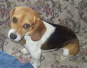 Molly the Beagle sitting on a couch