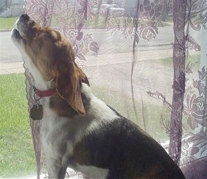 Molly the Beagle howling out the window