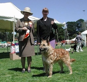 Riley the Belgian Laekenois standing in front of two people with ribbons