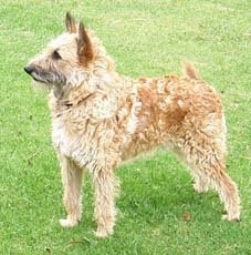 Right Profile - Belgian Laekenois standing in grass