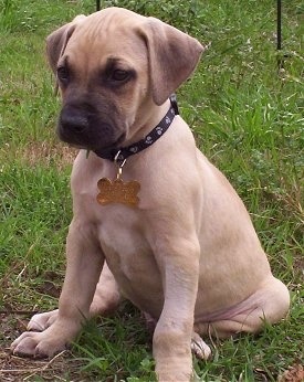 Murffy the Black Mouth Cur puppy sitting outside wearing a yellow dog bone shaped dog tag