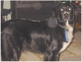 Close Up - Chloe the Border Collie standing on a rug and looking at the camera holder