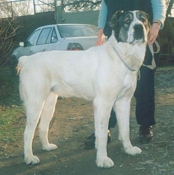 Central Asian Ovtcharka (Middle Asian Ovtcharka) (Mid-Asian Shepherd) (Central Asian Sheepdog) (Central Asian Shepherd Dog) (Alabai) (Sredneasiatskaïa Ovtcharka)