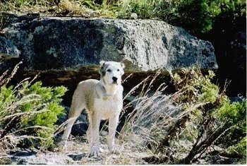 Skinner the Central Asian Ovtcharka is standing outside in front of a big boulder